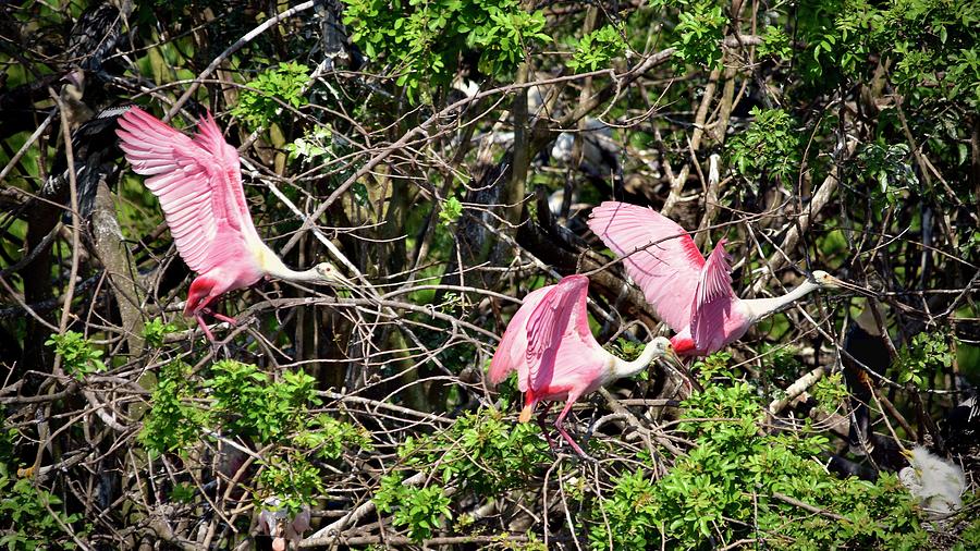 Roseate Spoonbill Collection Photograph by Carol Bradley
