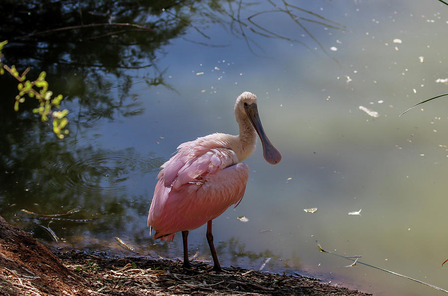 Roseate Spoonbill  Photograph by Dawn Richards