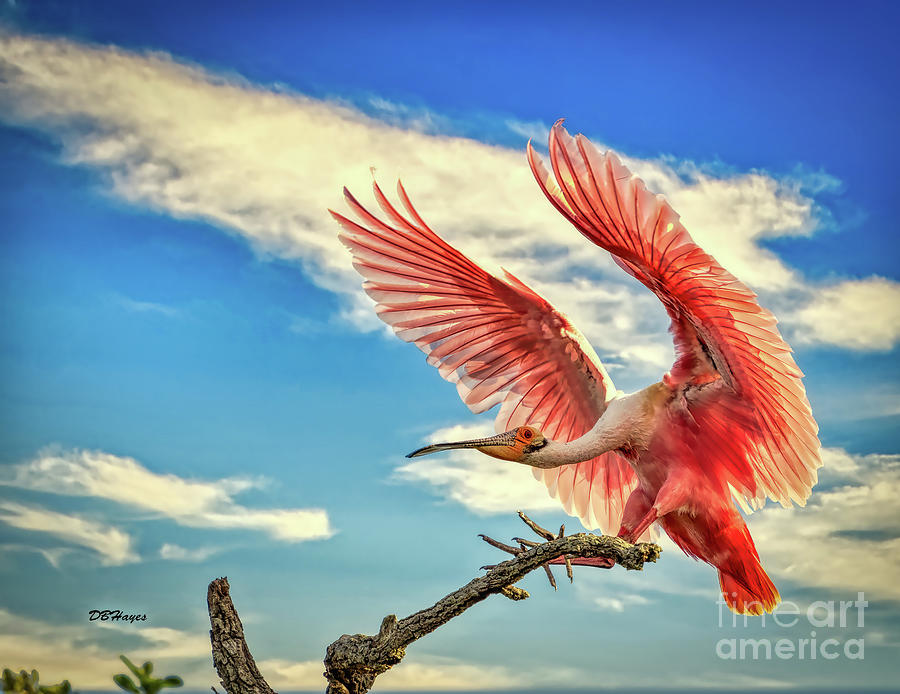 Roseate Spoonbill Photograph by DB Hayes