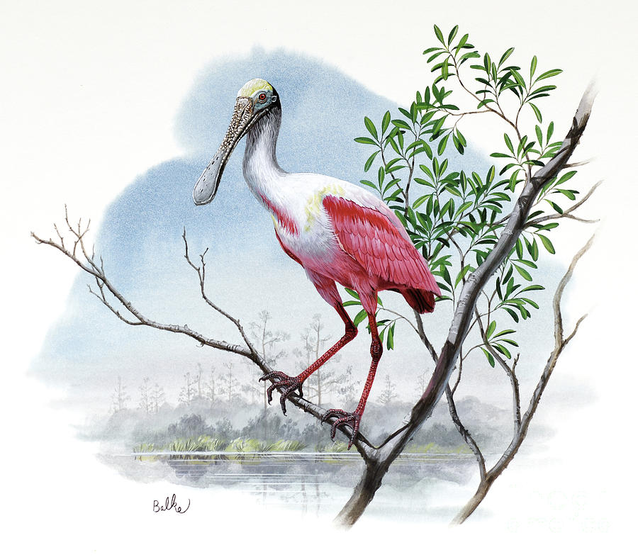 Roseate Spoonbill Painting by Don Balke