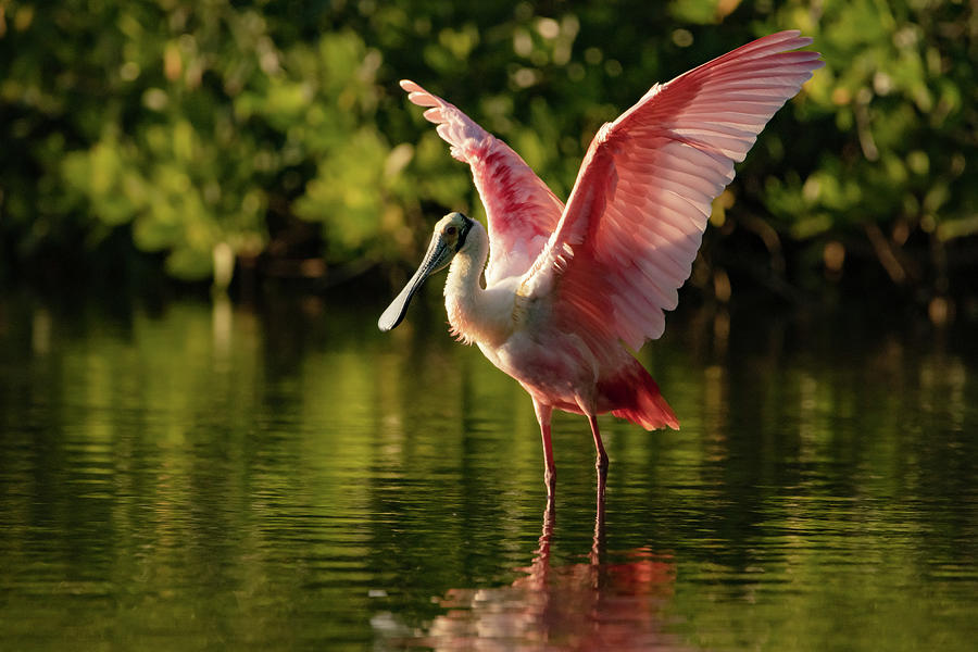 Roseate Spoonbill Photograph by Doug McPherson