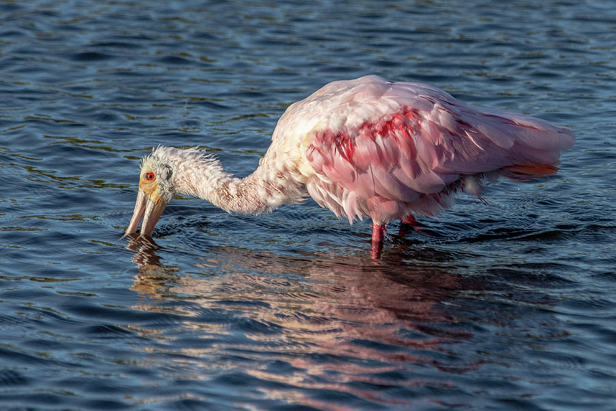 Roseate Spoonbill Dunking Photograph by Bradford Martin