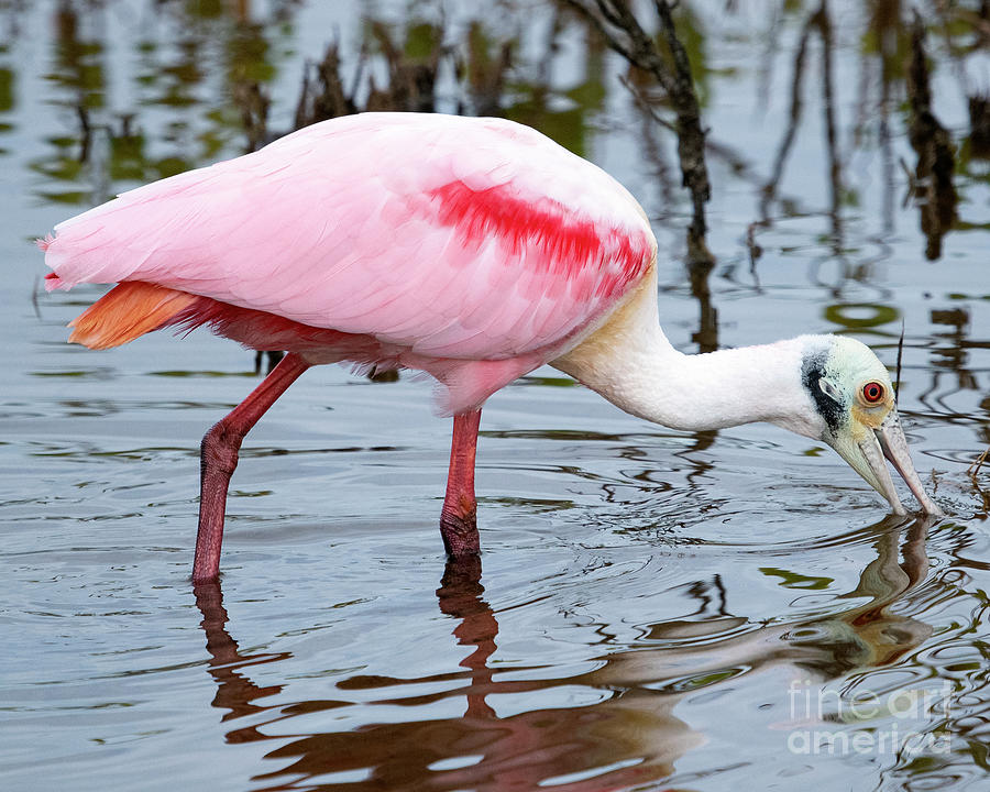 Roseate Spoonbill Photograph - Roseate Spoonbill by Eric Killian Roseate Spoonbill Photograph - Roseate Spoonbill by Eric Killian