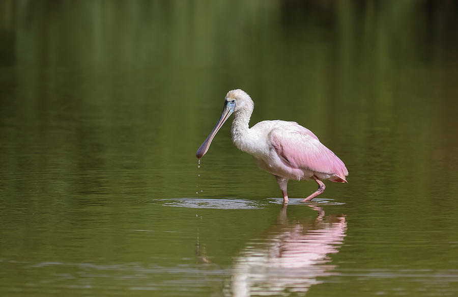 Roseate Spoonbill Feeding 3 Photograph by Dawn Richards
