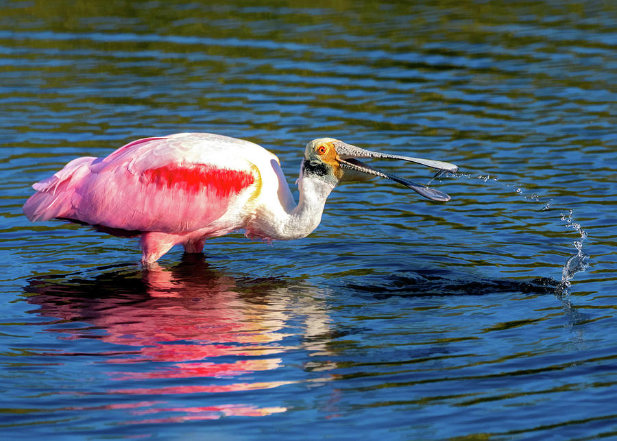 Roseate Spoonbill Fishing Photograph by Jaki Miller