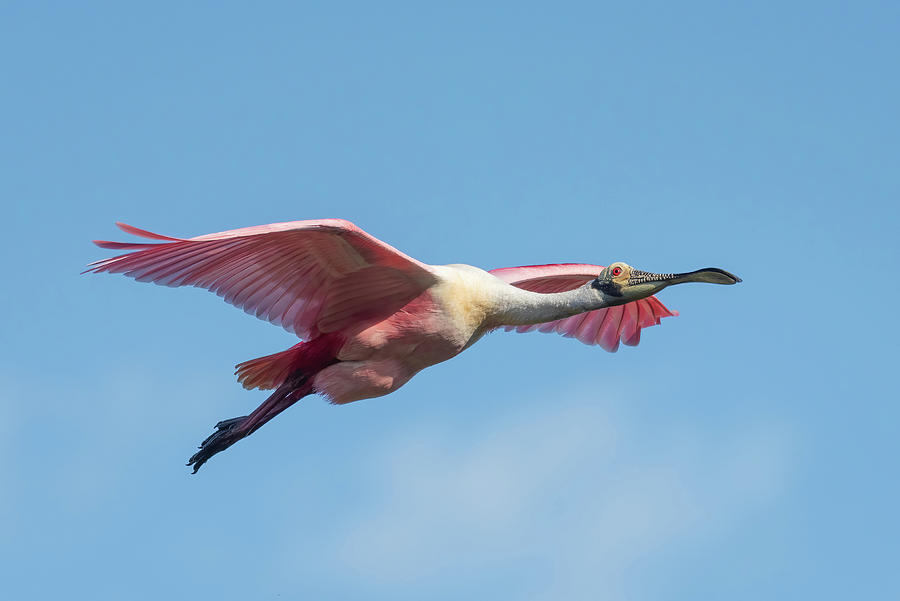 Roseate Spoonbill Flying Photograph by Bradford Martin