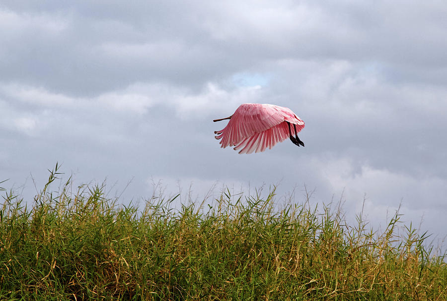 Roseate Spoonbill Flying Photograph by Sally Weigand