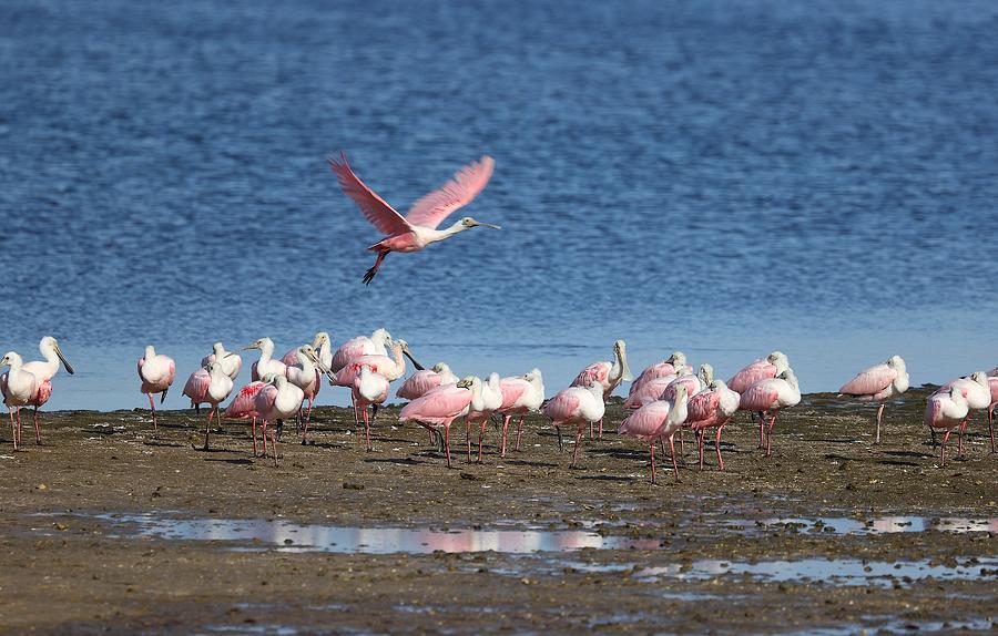 Roseate Spoonbills Gather Together 3 Photograph by Mingming Jiang
