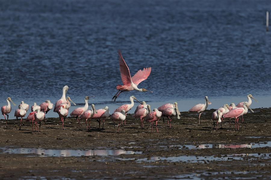 Roseate Spoonbills Gather Together 4 Photograph by Mingming Jiang