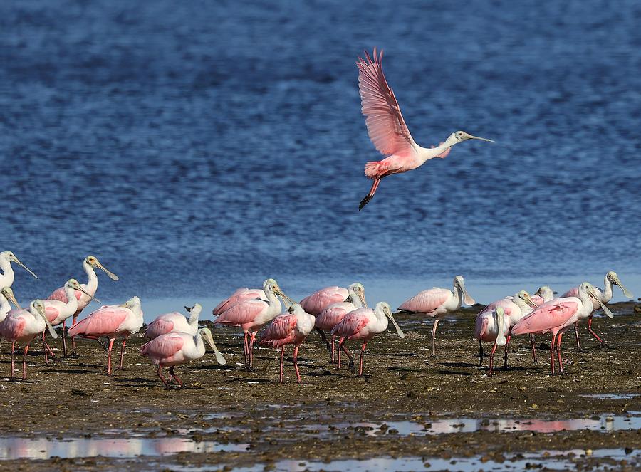 Roseate Spoonbills Gather Together 5 Photograph by Mingming Jiang