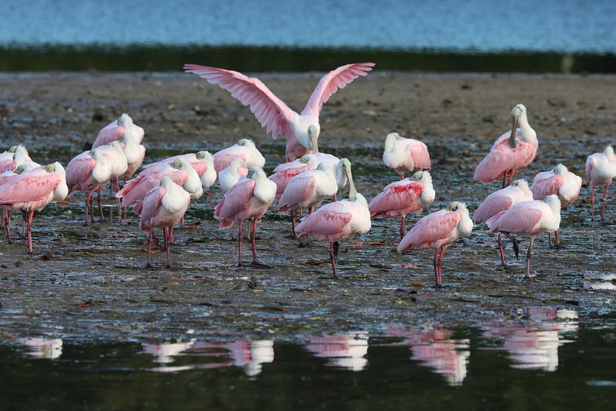 Roseate Spoonbills Gather Together 6 Photograph by Mingming Jiang
