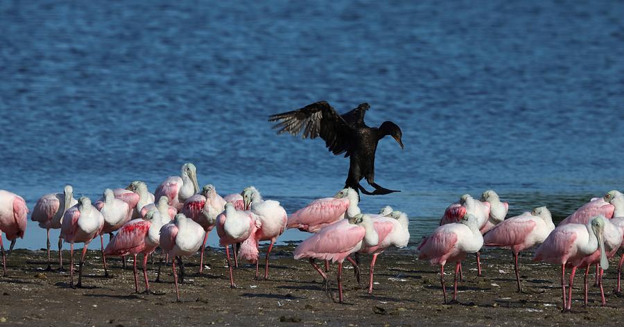 Roseate Spoonbills Gather Together 8 Photograph by Mingming Jiang