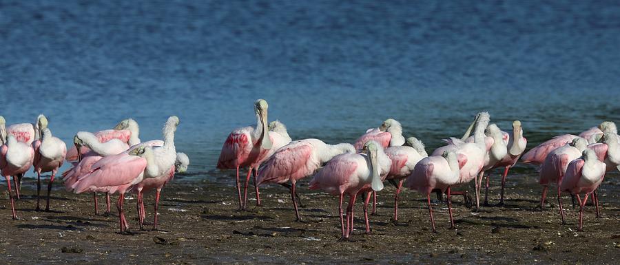 Roseate Spoonbills Gather Together 9 Photograph by Mingming Jiang