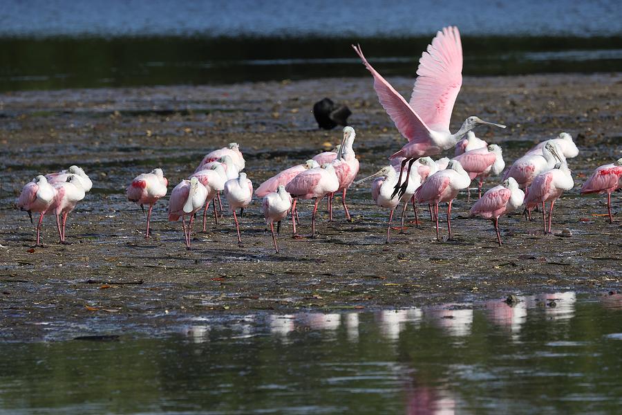 Roseate Spoonbills Gather Together  Photograph by Mingming Jiang