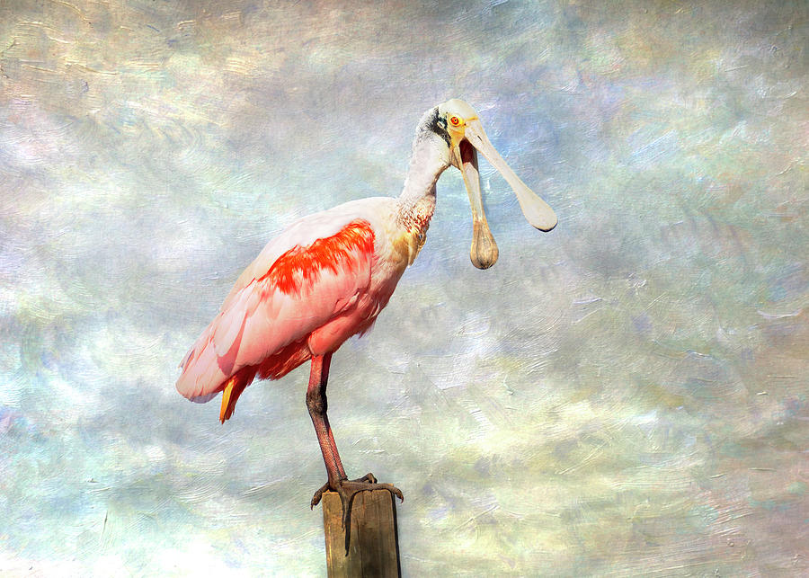 Roseate Spoonbill Hello - Texture Photograph by Patti Deters