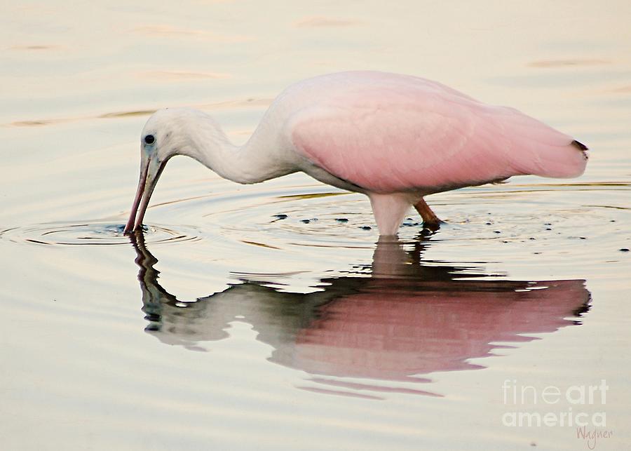 Roseate Spoonbill Photograph by Hilda Wagner