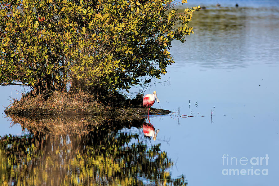 Roseate Spoonbill II Photograph By Felix Lai Fine Art America   Roseate Spoonbill Ii Felix Lai 