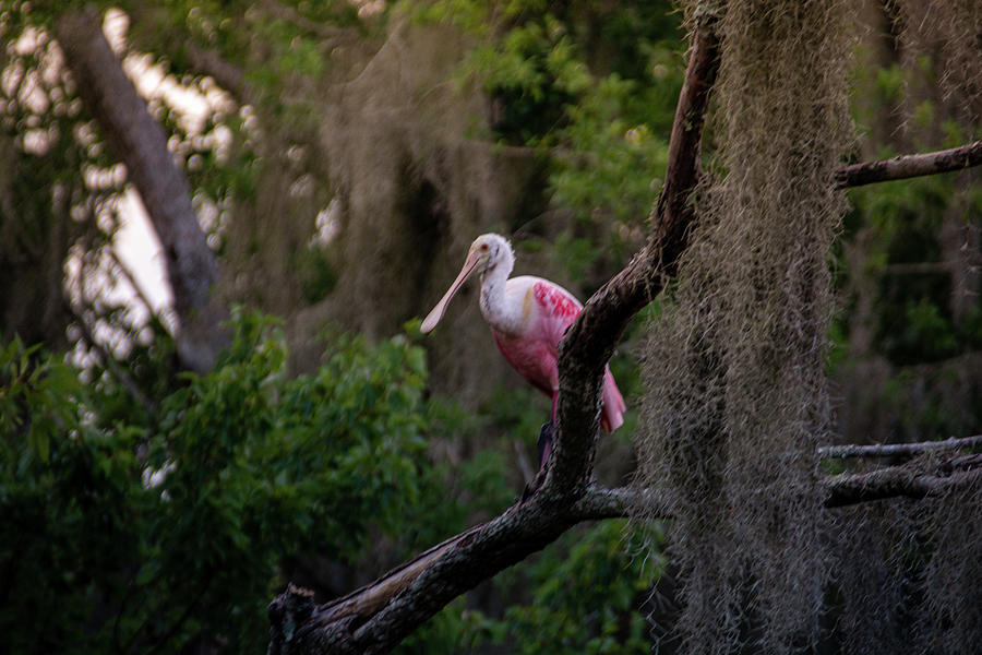 Roseate Spoonbill in a Tree 1 Photograph by Pamela Williams