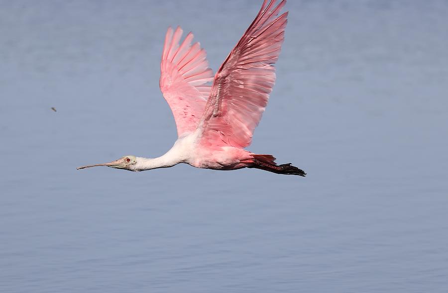 Roseate Spoonbill in Flight 10 Photograph by Mingming Jiang