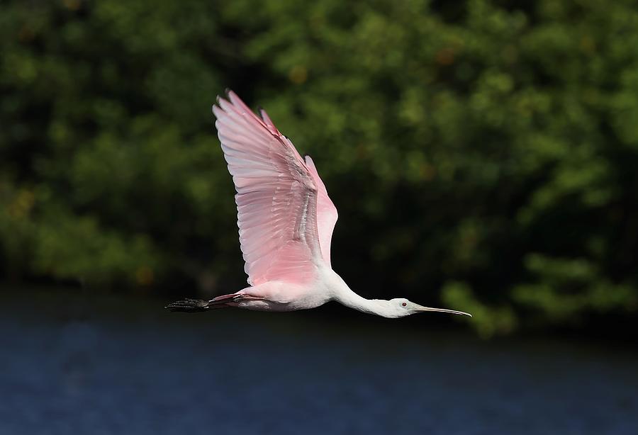 Roseate Spoonbill in Flight 12 Photograph by Mingming Jiang
