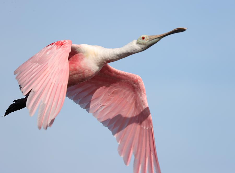 Roseate Spoonbill in Flight 4 Photograph by Mingming Jiang