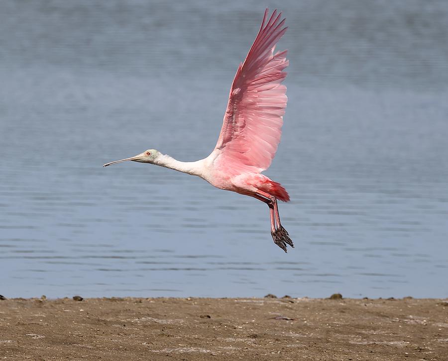 Roseate Spoonbill in Flight 5 Photograph by Mingming Jiang