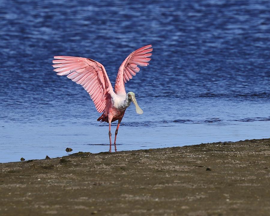 Roseate Spoonbill in Flight 7 Photograph by Mingming Jiang