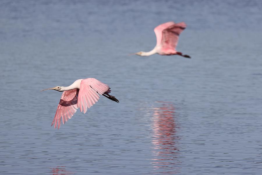 Roseate Spoonbill in Flight 8 Photograph by Mingming Jiang