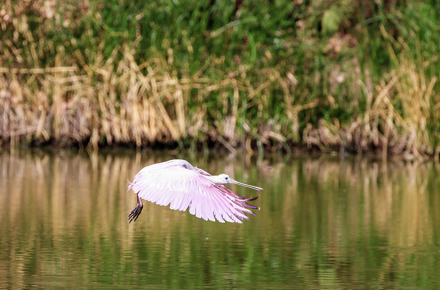 Roseate Spoonbill in Flight Photograph by Dawn Richards