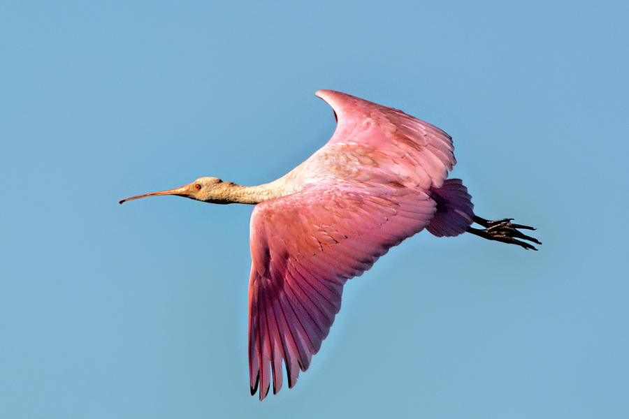 Roseate Spoonbill in Flight Photograph by Jerry Griffin