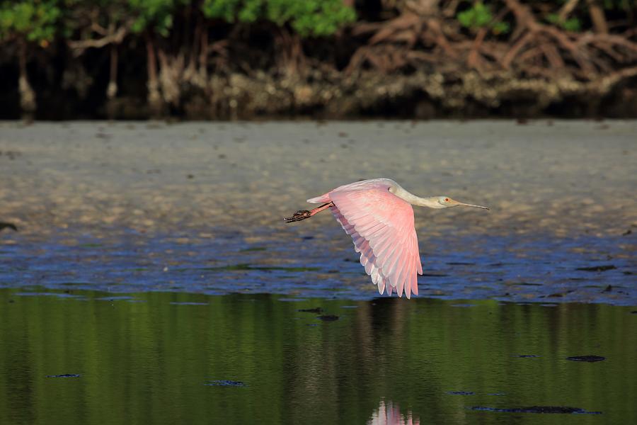 Roseate Spoonbill in Flight Photograph by Mingming Jiang