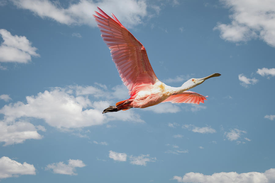 Roseate Spoonbill In Flight On A Beautiful Day Photograph by Debra Martz