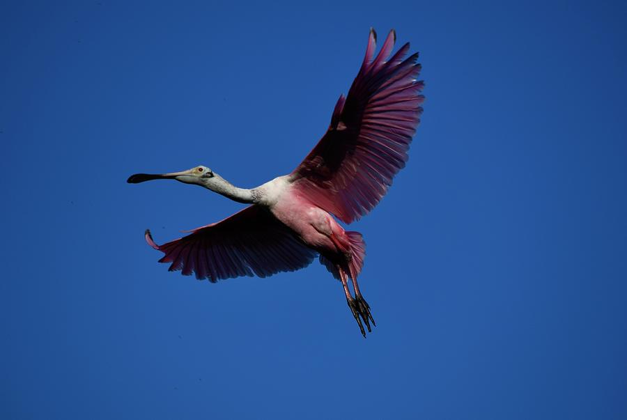 Roseate Spoonbill in Flight Photograph by Richard Bryce and Family ...