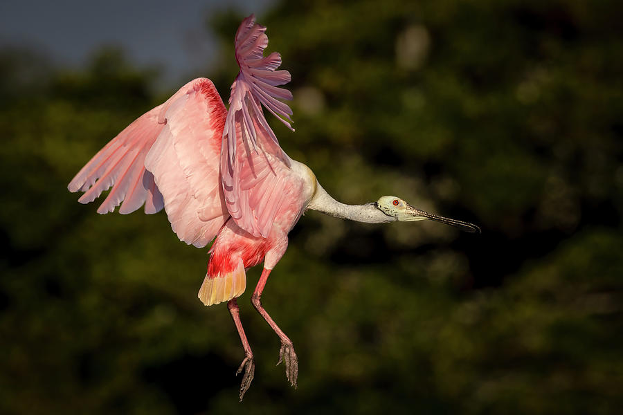 Roseate Spoonbill In Flight Photograph by Susan Candelario