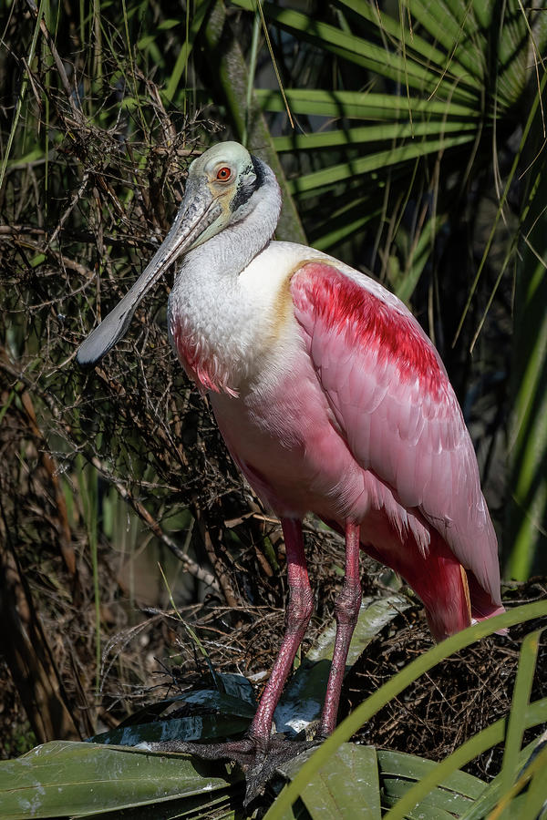 Roseate Spoonbill in Palm Tree Photograph by Bradford Martin