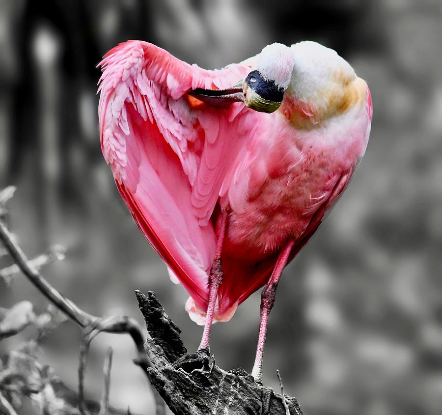 Roseate Spoonbill in Selective Color Photograph by Richard Bryce and Family