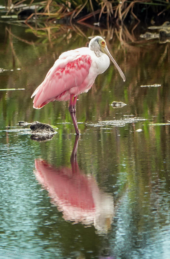 Roseate Spoonbill in the Wetlands Photograph by Kathi Isserman