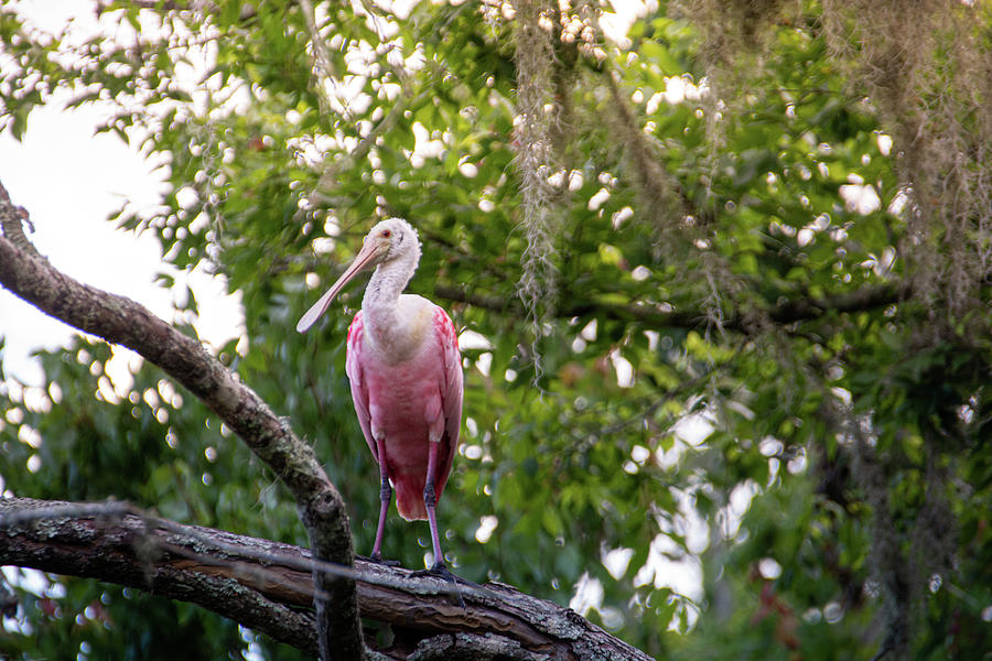Roseate Spoonbill in Tree 3 Photograph by Pamela Williams