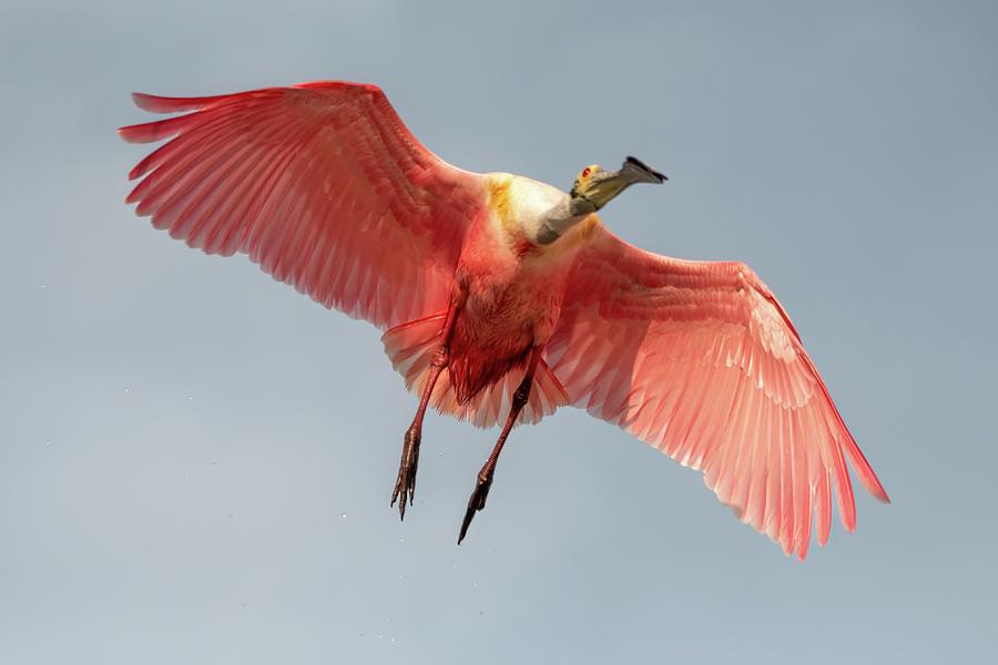 Roseate Spoonbill Inbound Photograph by Bradford Martin - Fine Art America