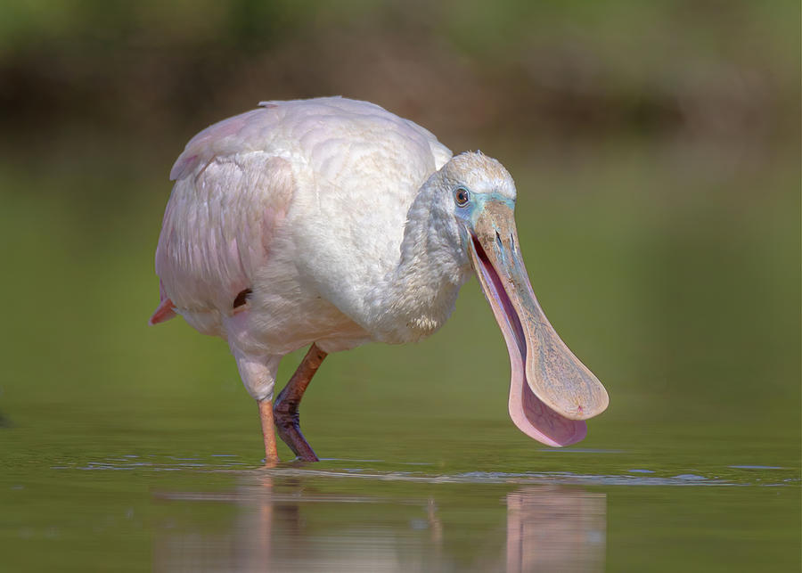 Roseate Spoonbill Photograph by James Capo