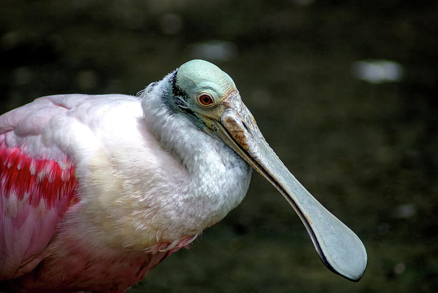 Spoonbill Photograph - Roseate Spoonbill by Jean Haynes