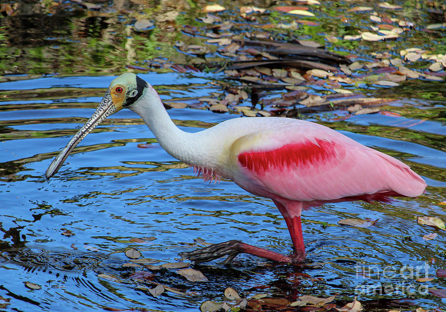 Roseate Spoonbill Photograph by Joanne Carey