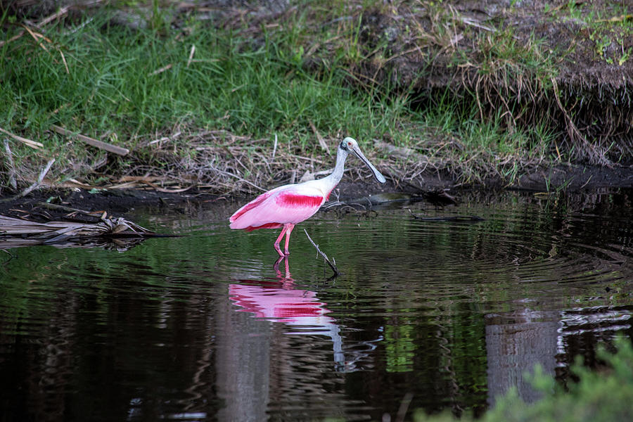 Roseate Spoonbill Photograph by John A Megaw