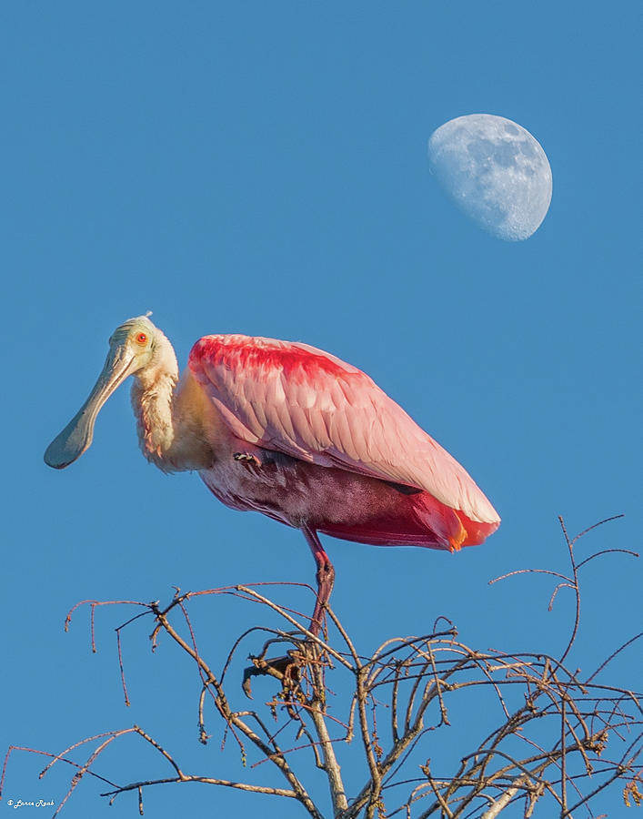 Roseate Spoonbill  Photograph by Lance Raab Photography