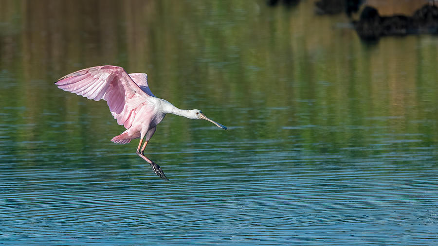 Roseate Spoonbill Landing Photograph by Larry Maras Roseate Spoonbill Landing Photograph by Larry Maras
