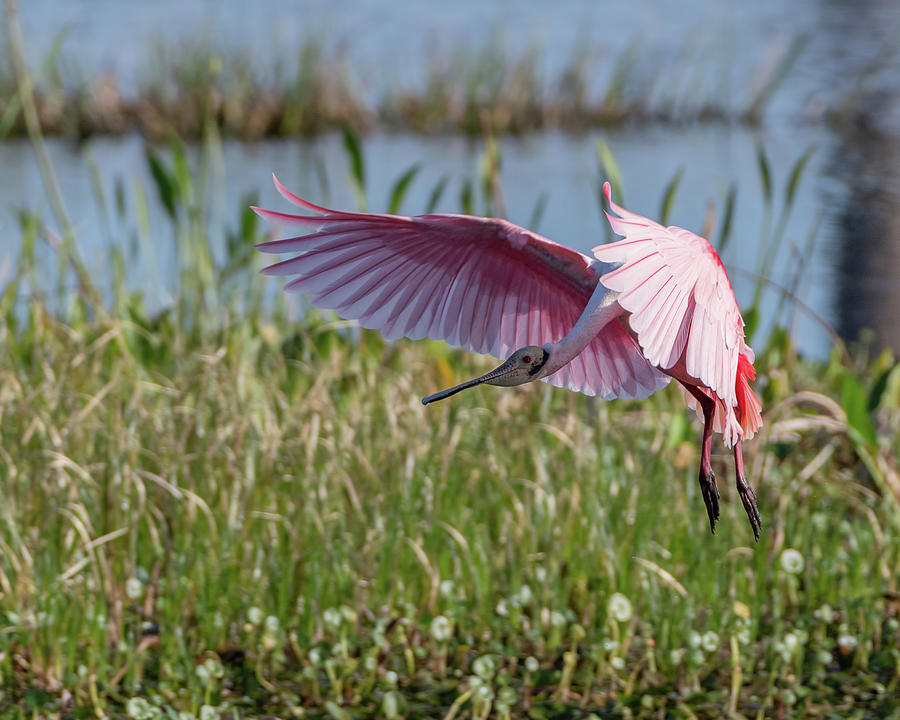 Roseate Spoonbill - Landing Photograph by Robert Briggs - Fine Art America