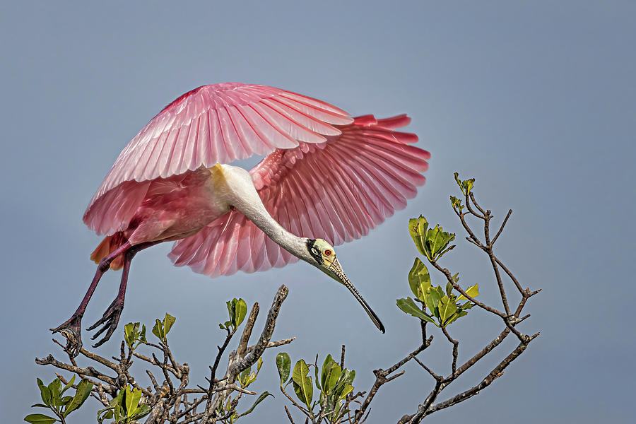 Roseate Spoonbill Lands Photograph by Susan Candelario