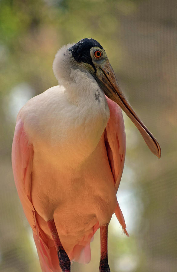 Roseate Spoonbill Photograph by Larah McElroy