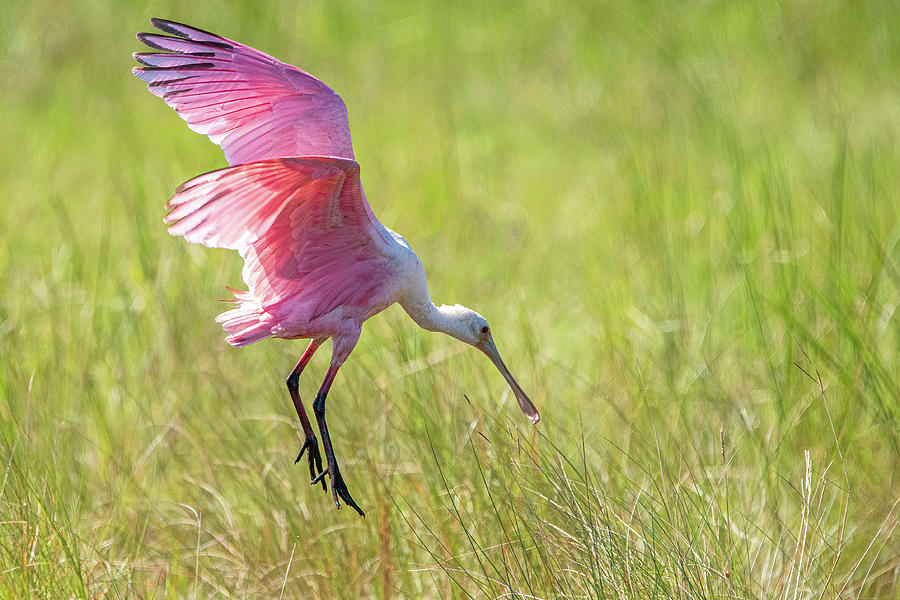 Roseate Spoonbill Photograph by Linda Shannon Morgan