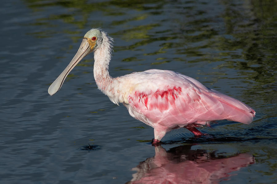 Roseate Spoonbill Looking Photograph by Bradford Martin